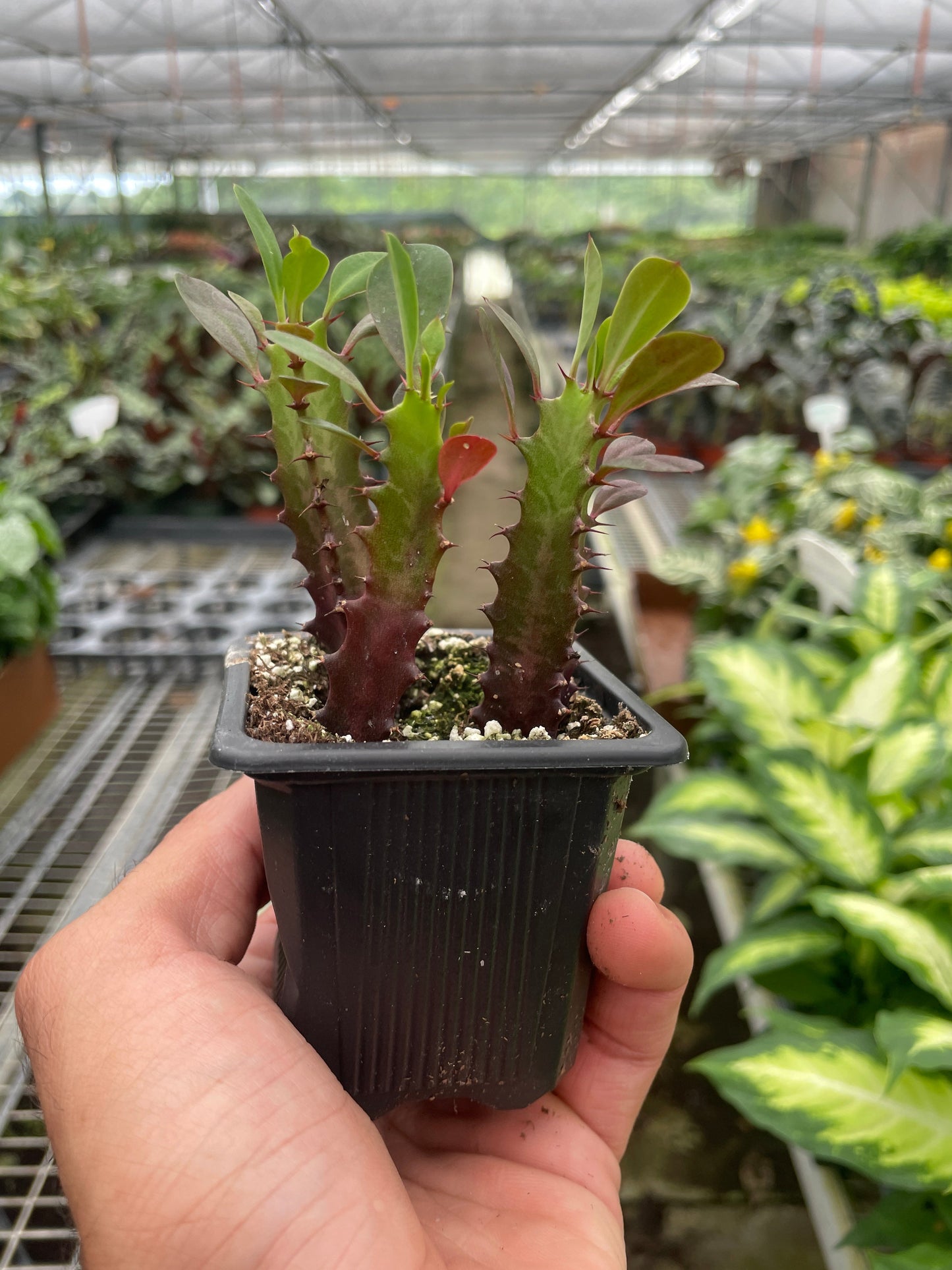 Euphorbia lactea, African Milk Tree, Good Luck Plant