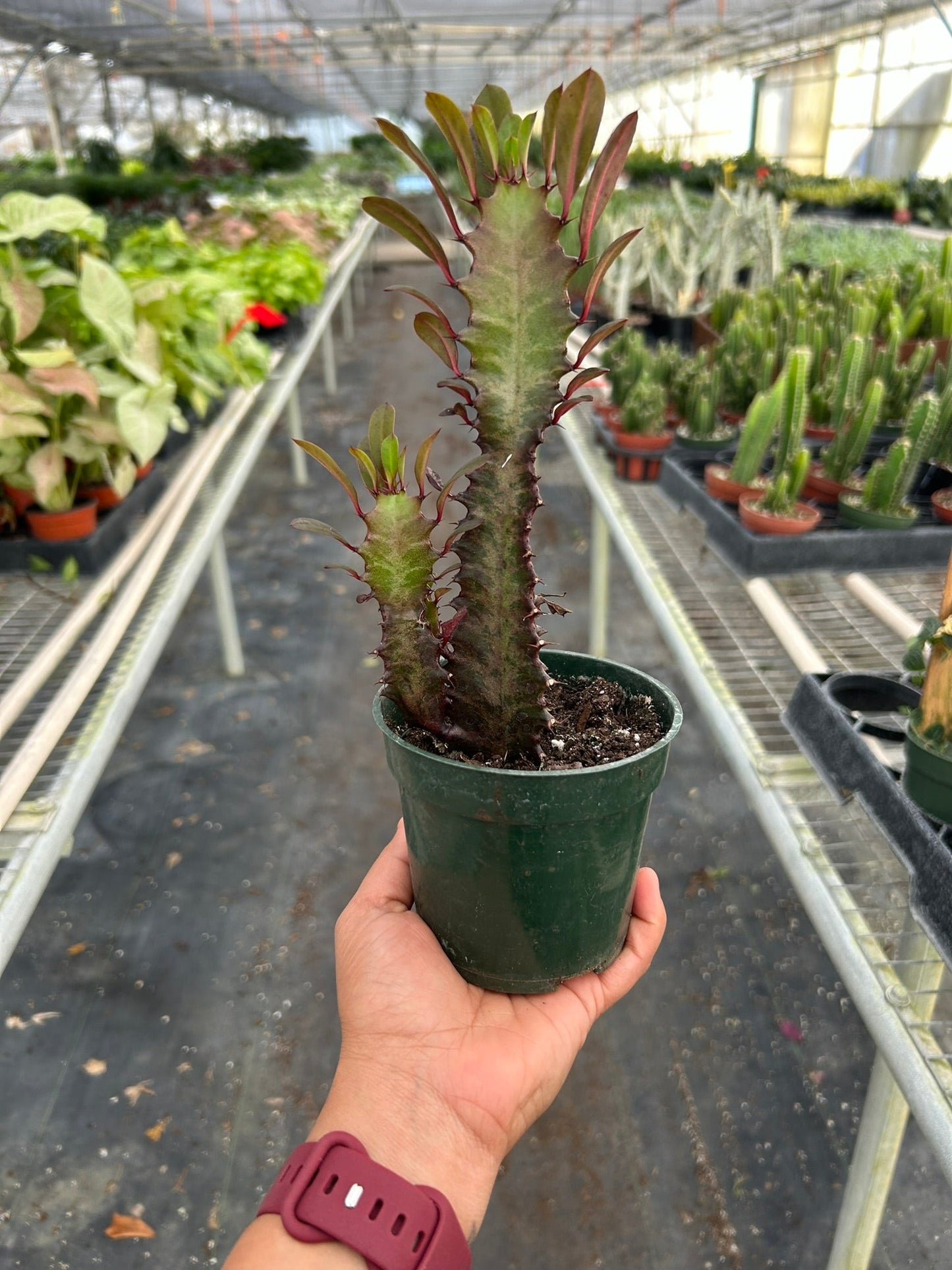 Euphorbia lactea, African Milk Tree, Good Luck Plant