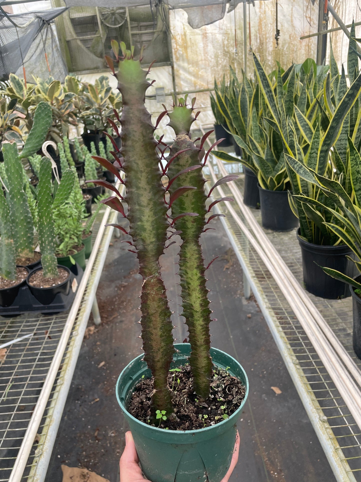 Euphorbia lactea, African Milk Tree, Good Luck Plant