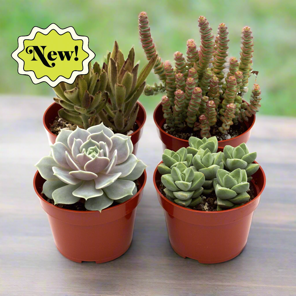 Succulent Variety Packs with colorful mixed plants.