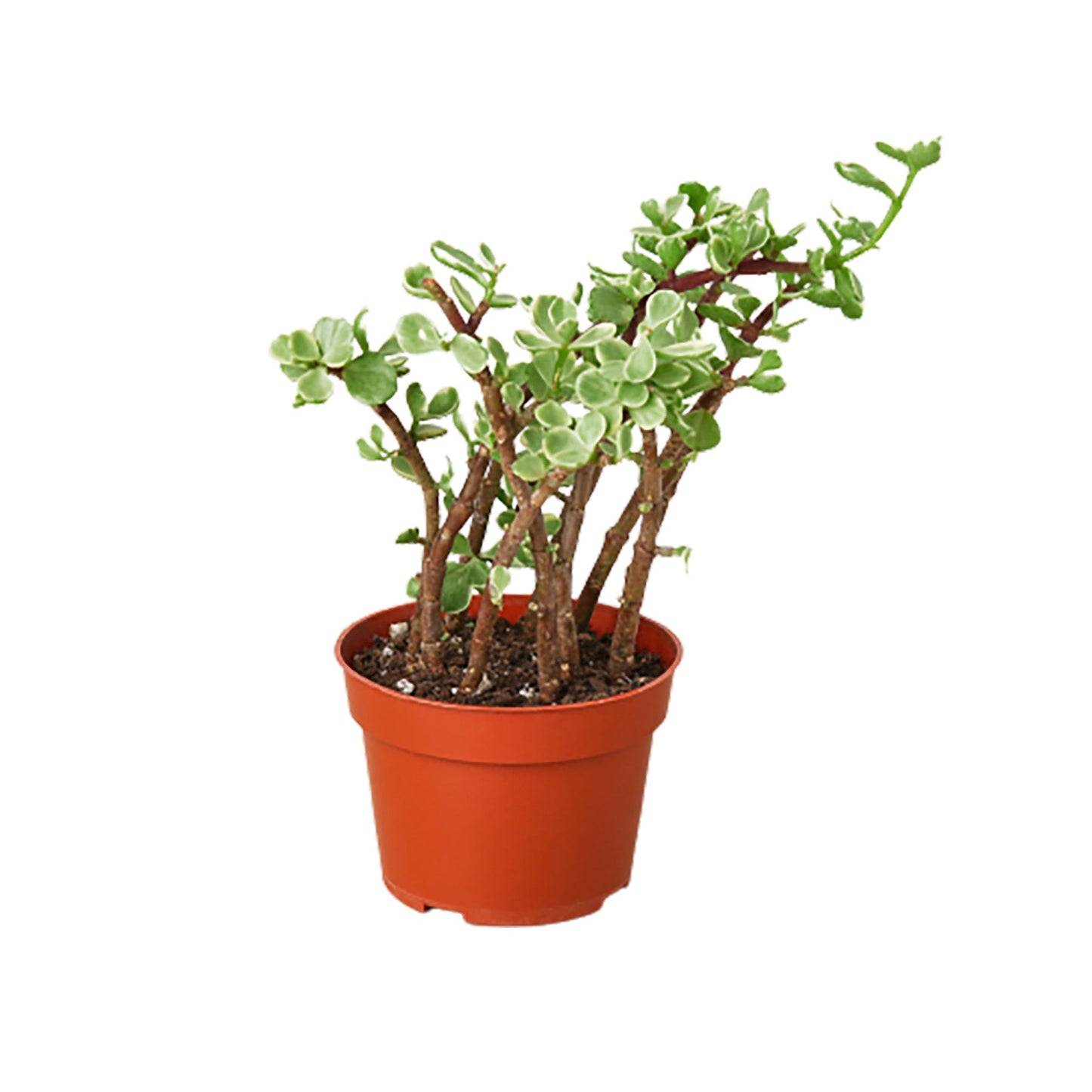 Rainbow Elephant Bush