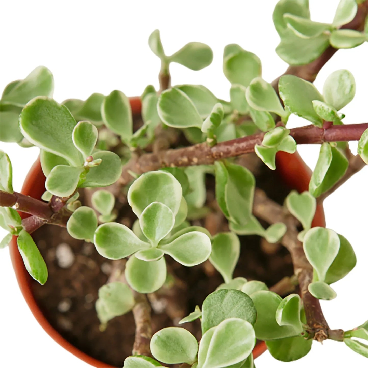 Rainbow Elephant Bush