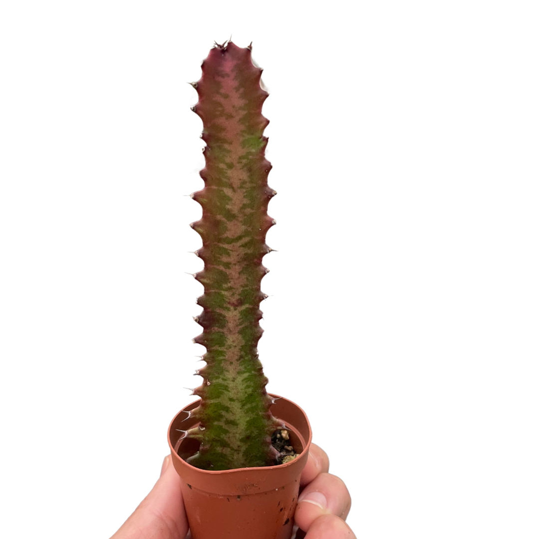 Euphorbia lactea, African Milk Tree, Good Luck Plant