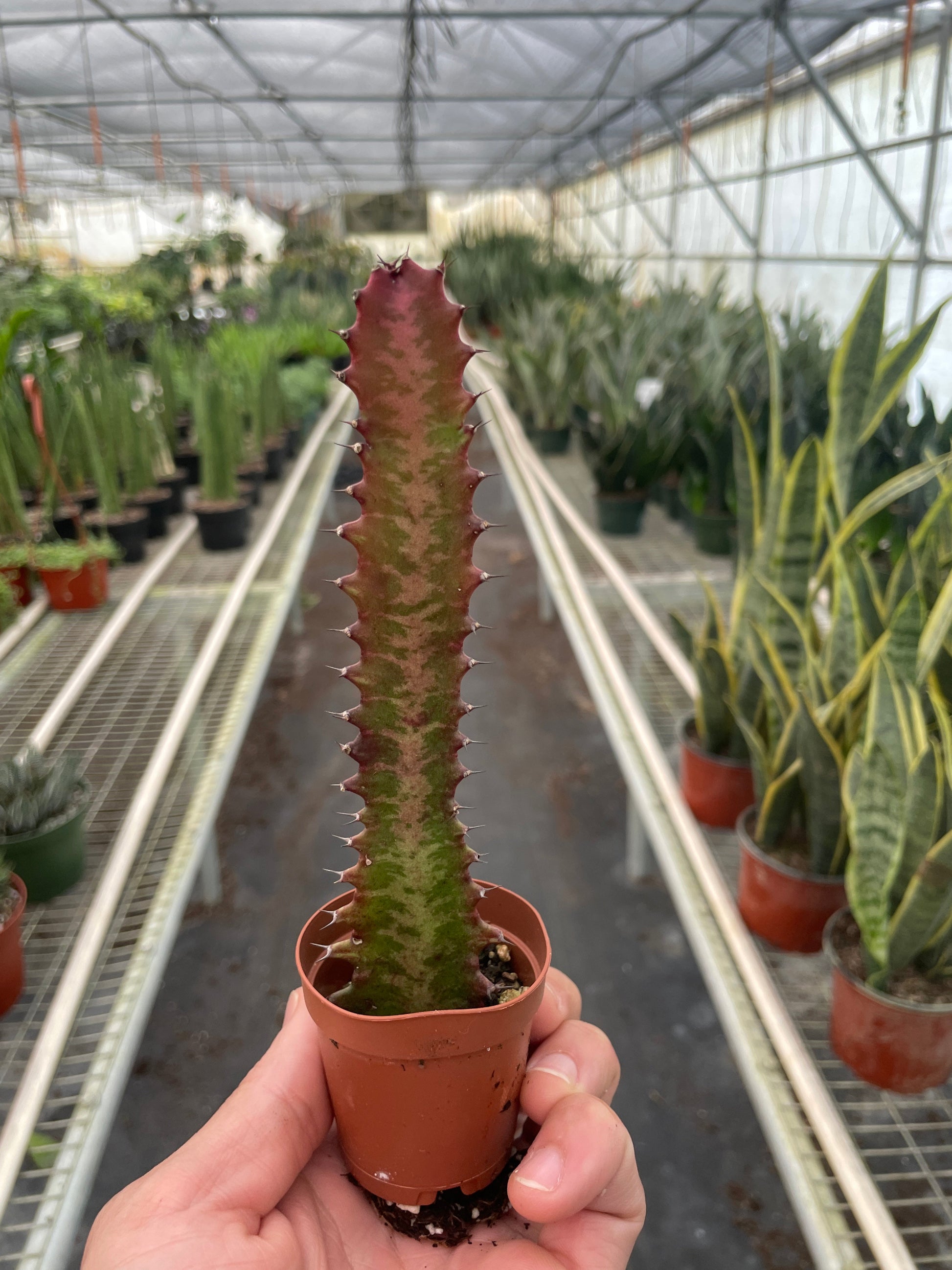 Euphorbia lactea, African Milk Tree, Good Luck Plant