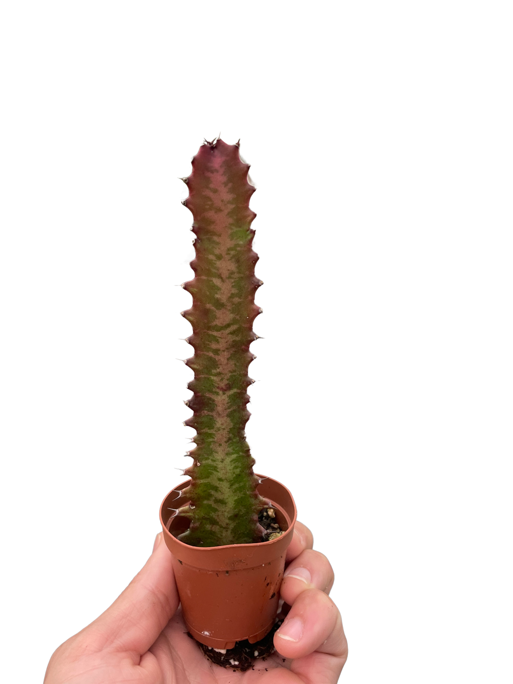 Euphorbia lactea, African Milk Tree, Good Luck Plant