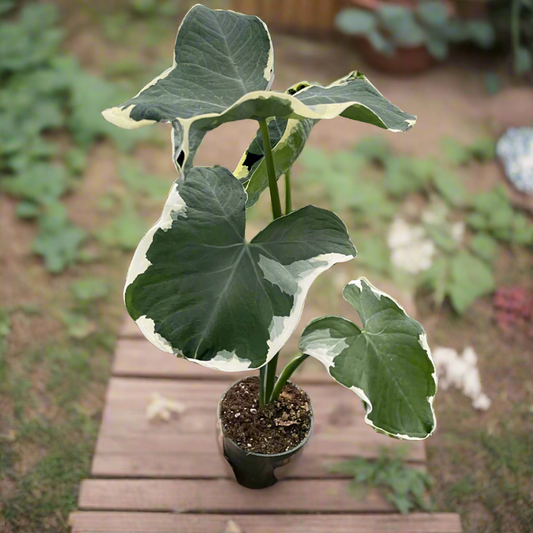 Alocasia 'Mickey Mouse' (Xanthosoma sagittifolium 'Variegatum Monstrosum')