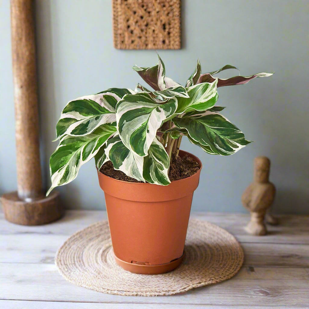 Calathea White Fusion