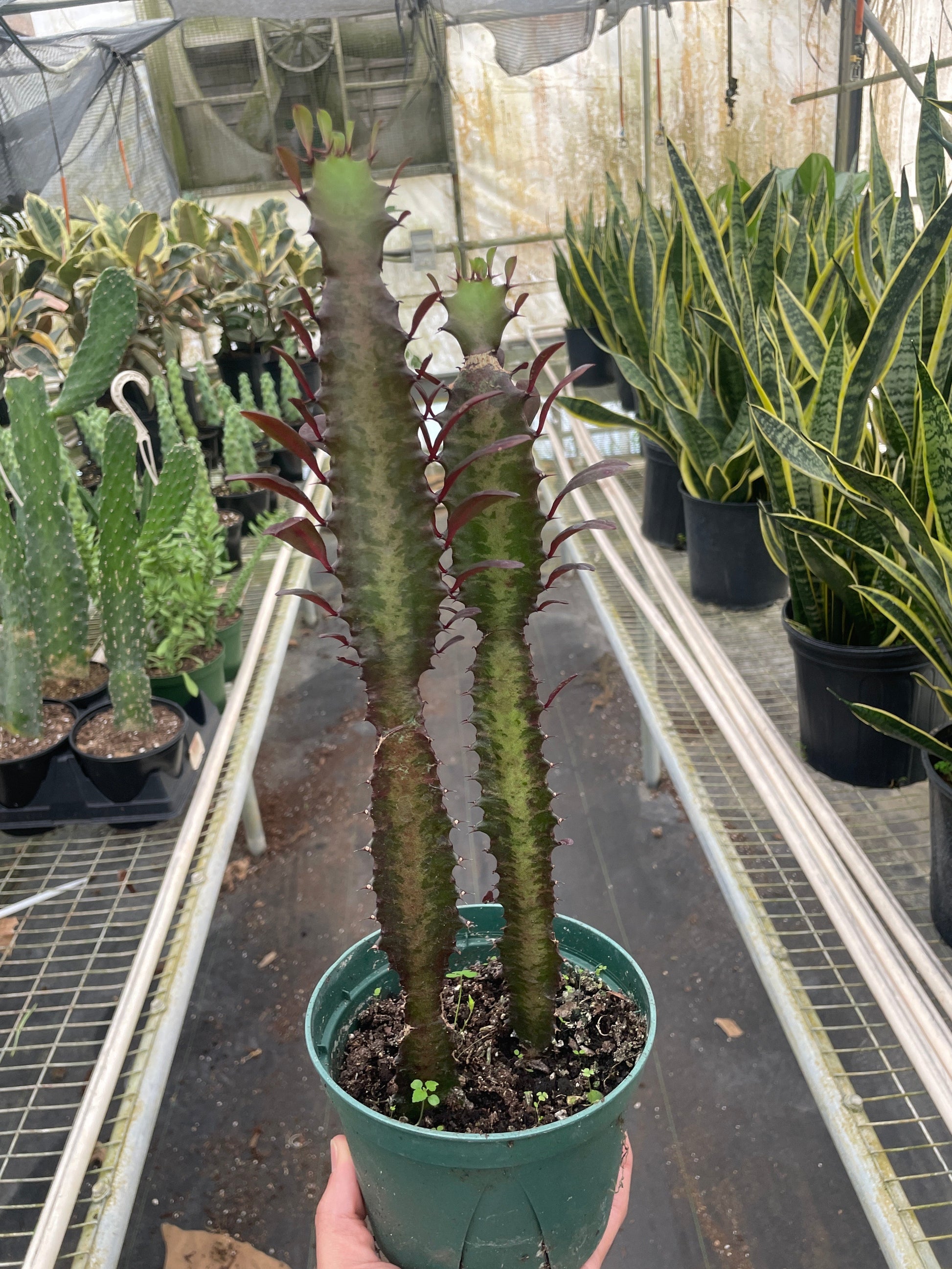 Euphorbia lactea, African Milk Tree, Good Luck Plant