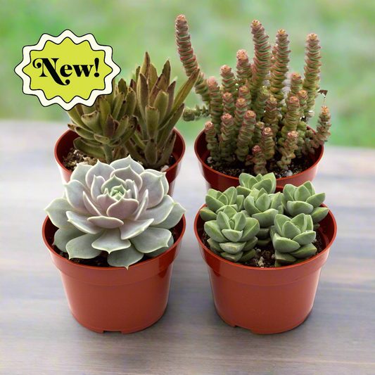 Succulent Variety Packs with colorful mixed plants.