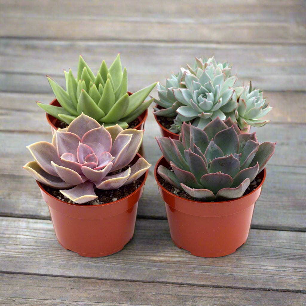 Rosette Succulent Variety Packs